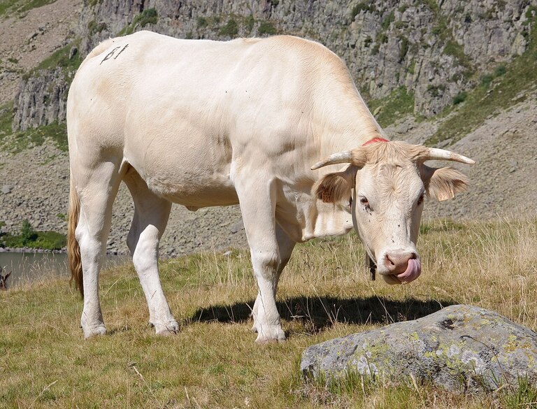 Blonde d Aquitaine en estive dans les Pyrenees