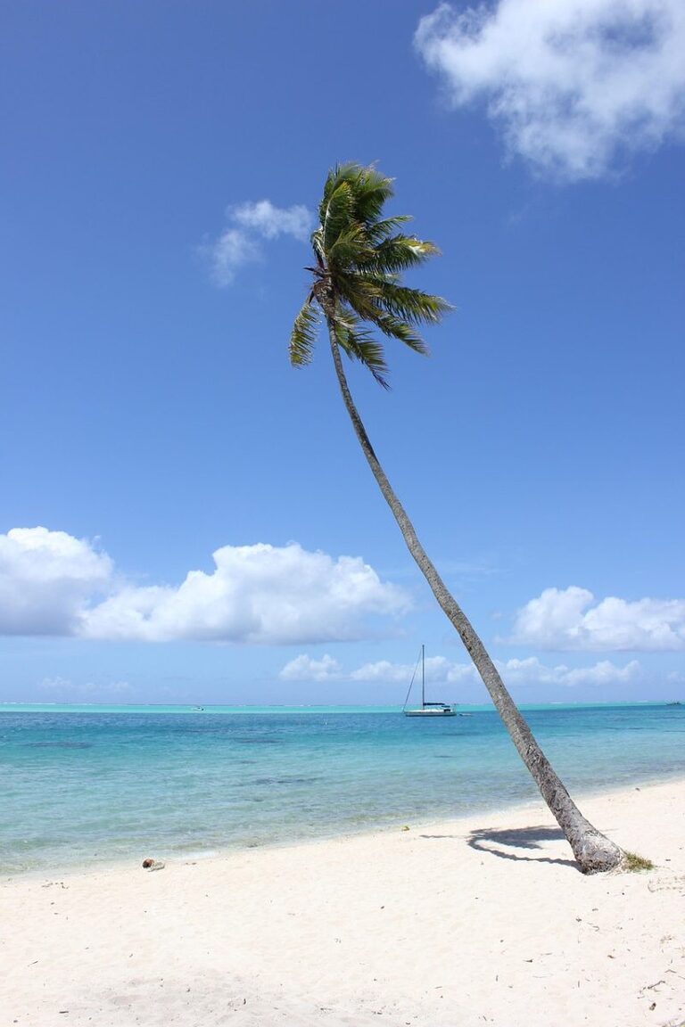bora bora, palm tree, beach, tahiti, travel, tropical, nature, tourism, exotic, sea, vacation, luxury, paradise, turquoise, water, romantic, bora-bora, ocean, summer, outdoor, polynesia, bora bora, tahiti, tahiti, tahiti, tahiti, tahiti
