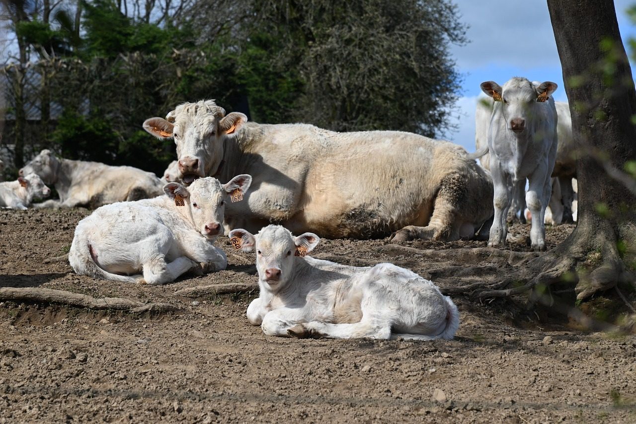 cows, calves, herd of cows, suckler cows, charolais cows, cattle, livestock