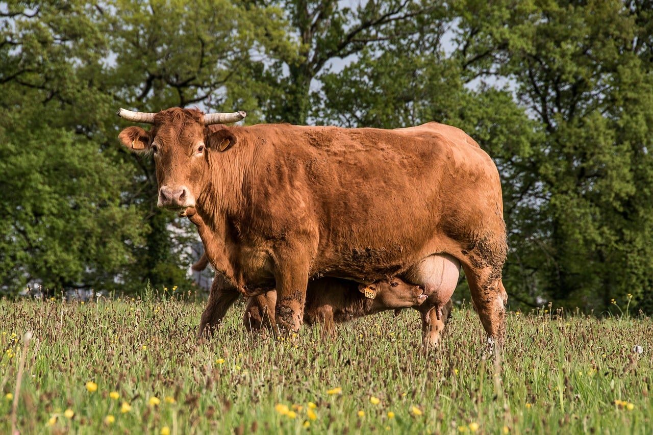 cow, calf, mammal, prairie, meadow, animal, cattle, feeding, nature, grazing, agriculture, forest, horns, calf feeding, grass, calf nursing, limousin cow, herbivore, lactation, farming