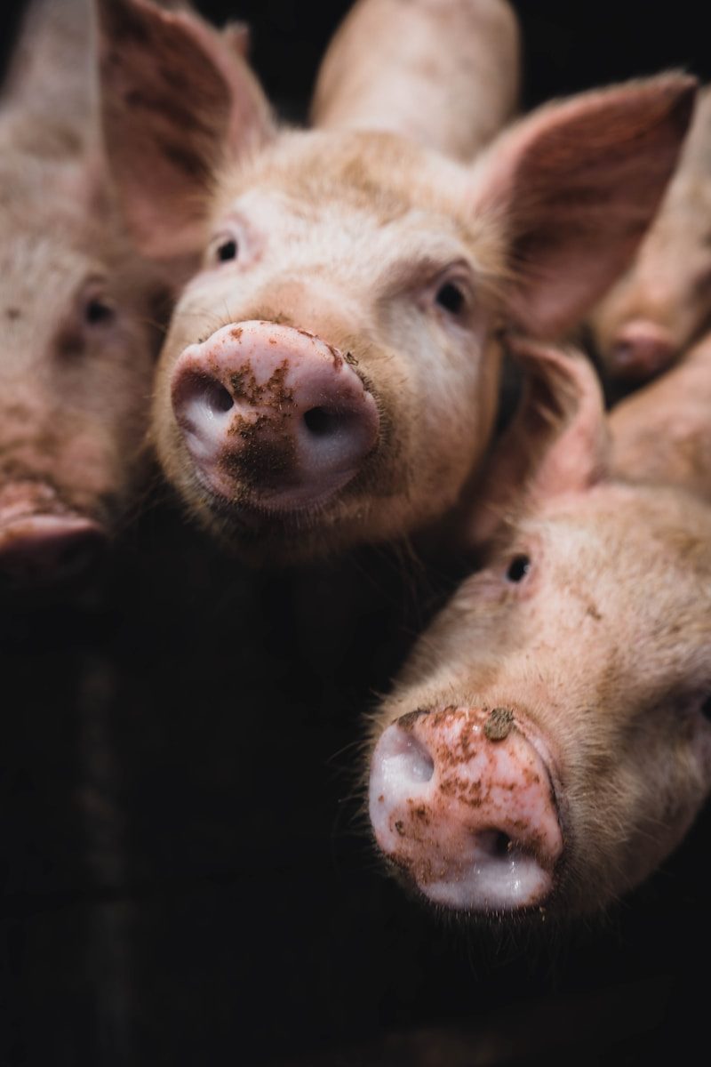 L'élevage porcin en France : la Bretagne, capitale du cochon