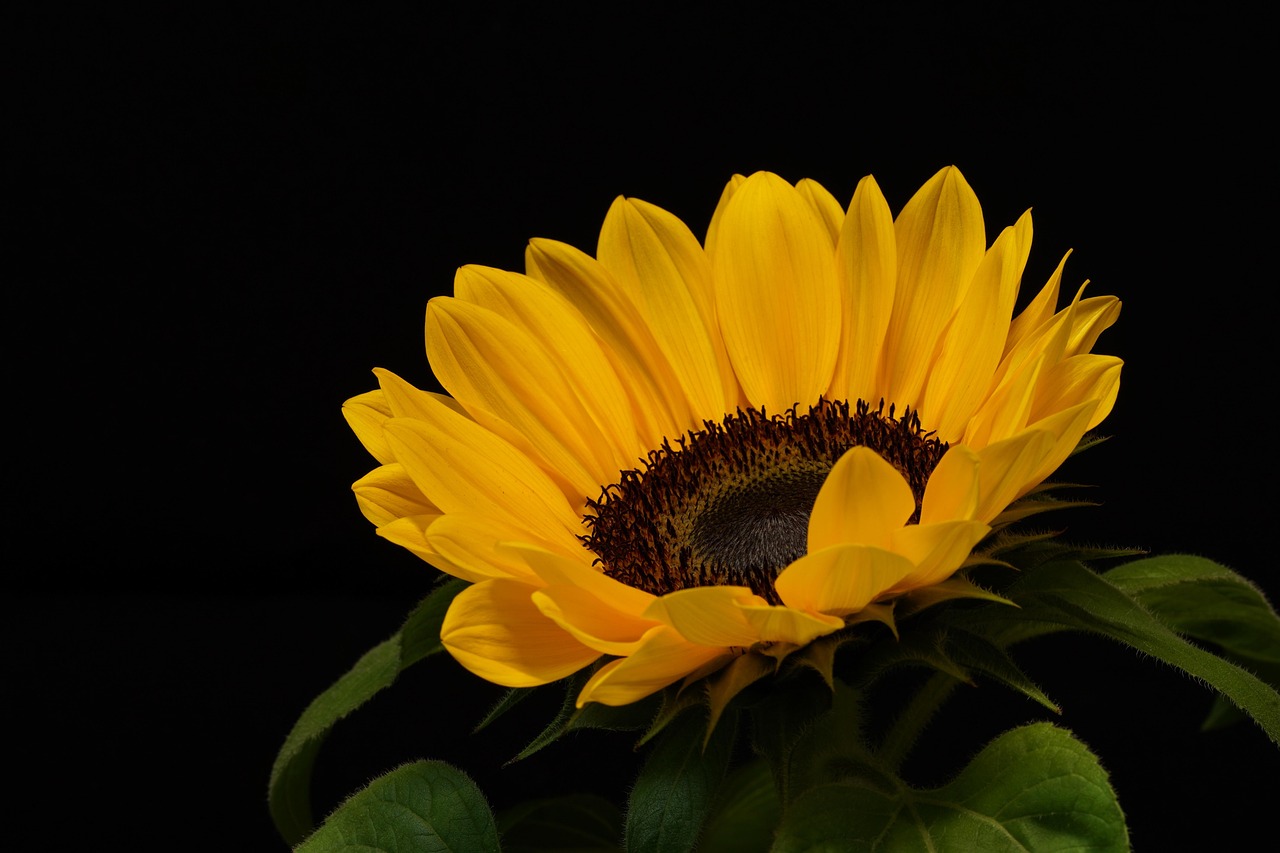 Le tournesol en Nouvelle-Aquitaine et Occitanie