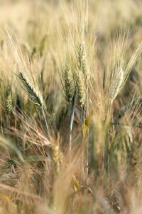 Golden wheat stalks growing in a sunny field.