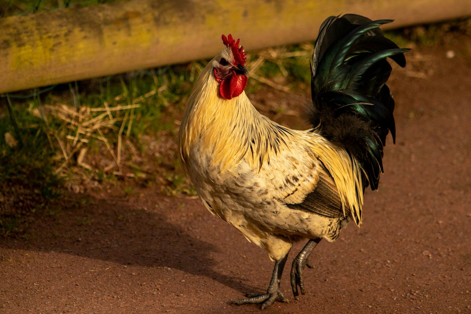 Les volailles françaises : du poulet fermier à l'AOP de Bresse