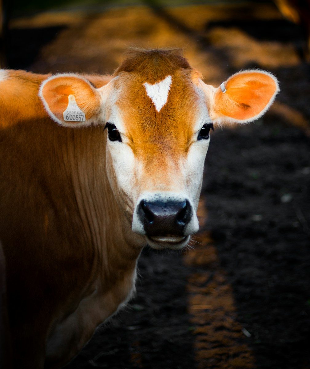 La viande bovine française : races et terroirs d'élevage