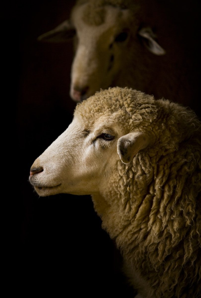 La viande ovine en France : les terroirs de l'estive