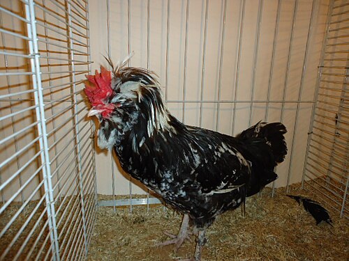 Poule_Houdan