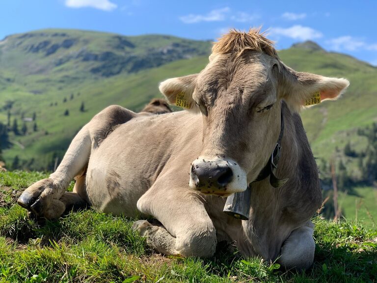 vache La Brune des Alpes