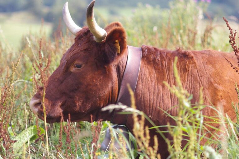 Vache Salers