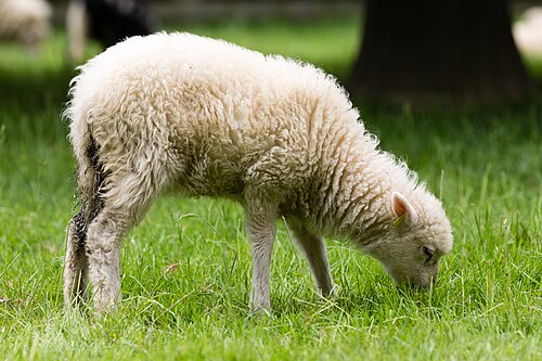 Mouton des landes de Bretagne à l'Écomusée du pays de Rennes