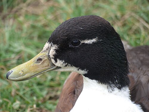 Canard_de_Challans_