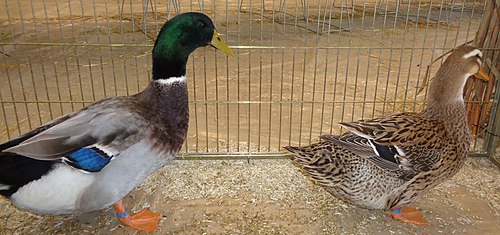 Canard_de_Rouen