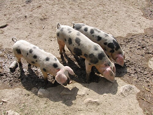 Cochon_de_bayeux