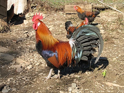 Coq-gaulois-dore