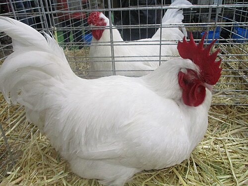 Coq_gâtinais_et_poule_gâtinaise