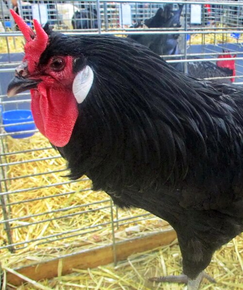 Coq_la_flèche_noir