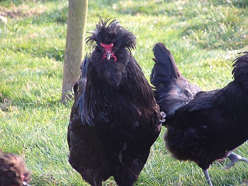 Crevecoeur_coq