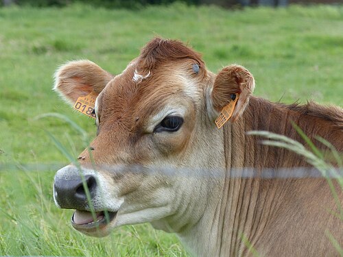 vache Mirandaise