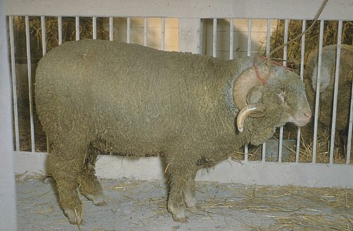Mérinos_précoce