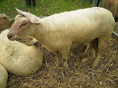 mouton charollais