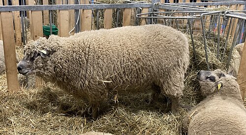 Mouton_avranchin