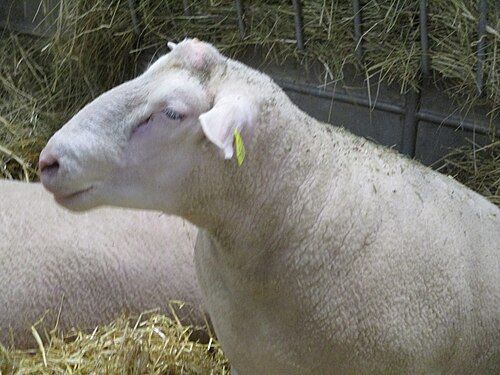 Mouton_berrichon_du_Cher