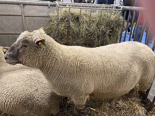 Mouton_vendéen