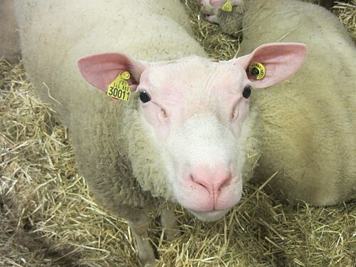 Moutons_Cotentin