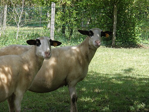 race ovine Causses du Lot