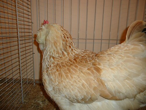 Poule_Faverolles_française