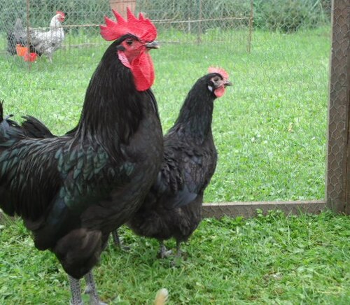 Poule_Géline_de_Touraine