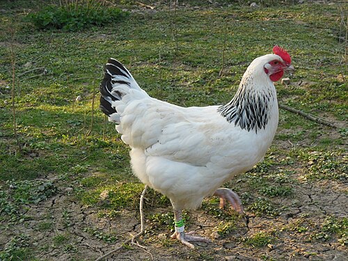 Poule_bourbonnaise