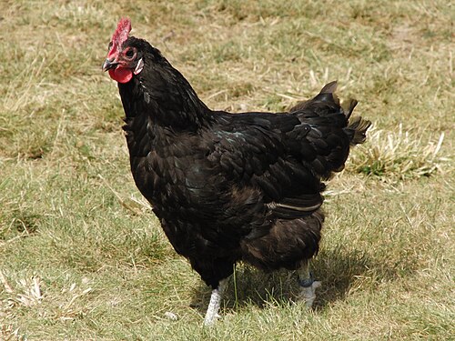 Poule_de_barbezieux