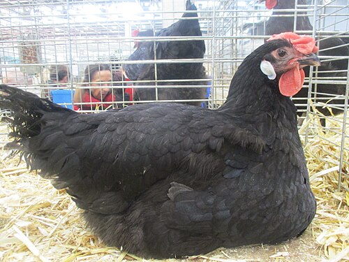 Poule_du_Mans