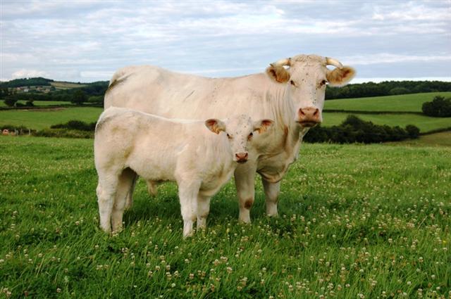 Vache_charolaise
