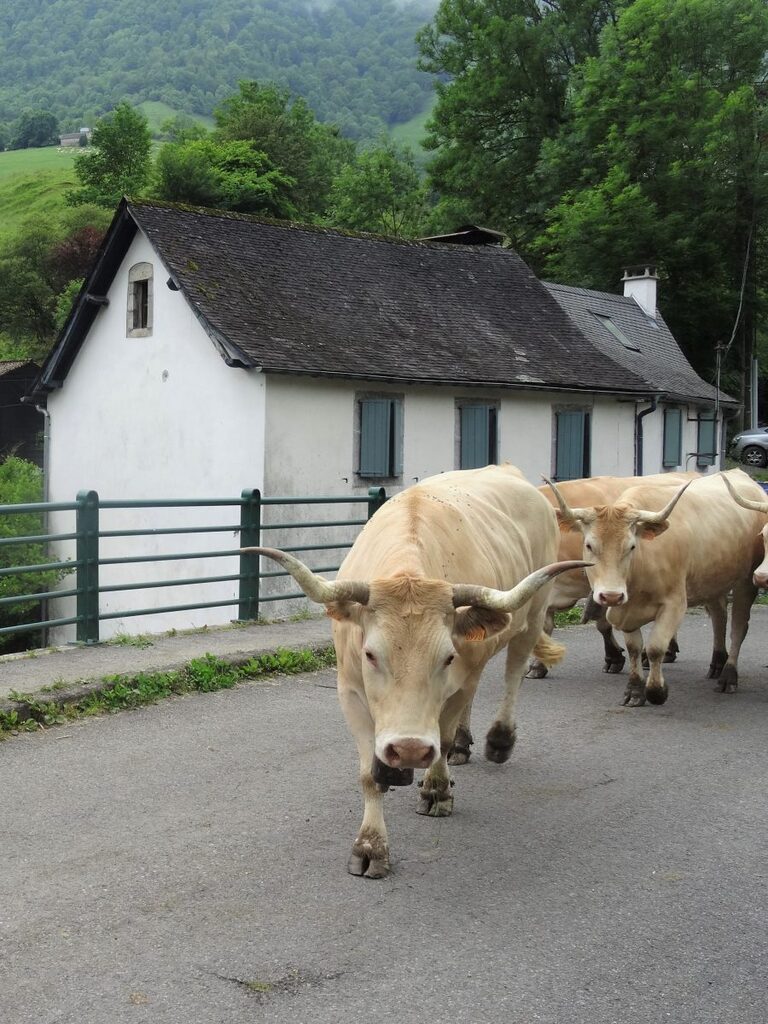 vache Béarnaise