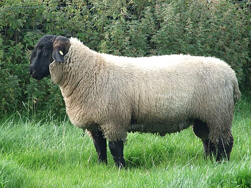 bélier Suffolk