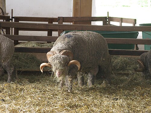 belier_merinos_bn_rambouillet