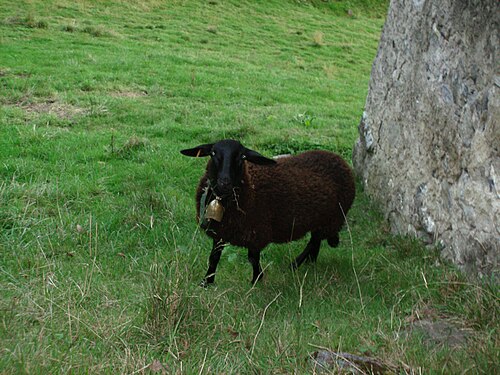 race ovine Noire du Velay