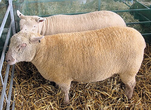 brebis Southdown