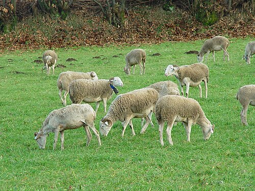 brebis Tarasconnaises