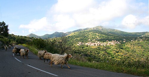 brebis corse