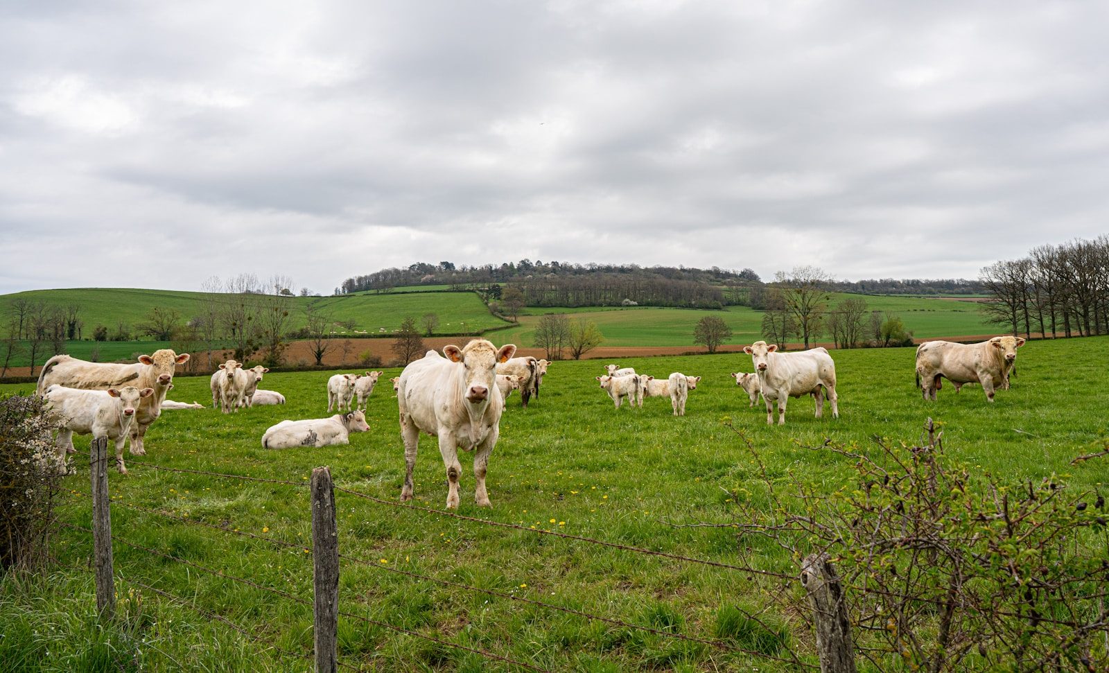 campagne élevage France