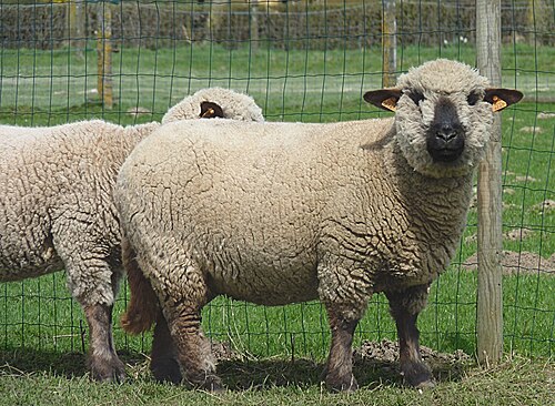 mouton Hampshire_Down