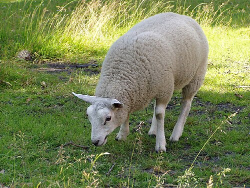 mouton texel