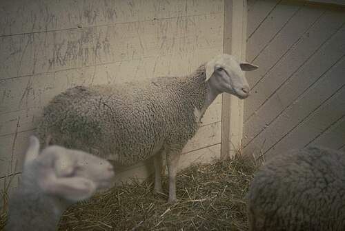moutons Préalpes_du_sud_