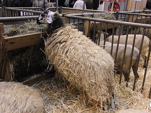 moutons Rava