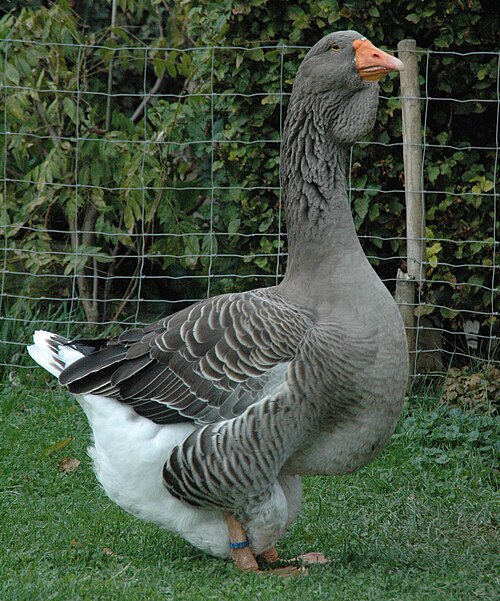 oie de toulouse