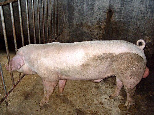 porc landrace