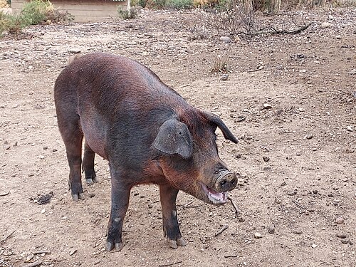 porc Duroc